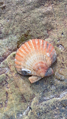 Aequipecten opercularis