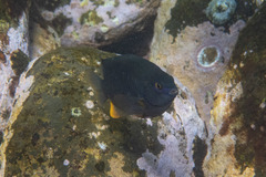 Plectroglyphidodon gascoynei