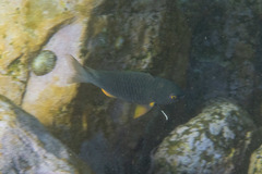 Plectroglyphidodon gascoynei