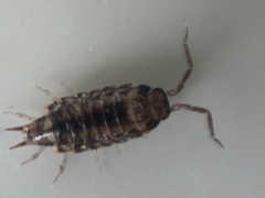 Australophiloscia societatis