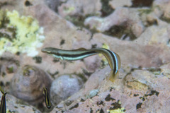 Aspidontus dussumieri