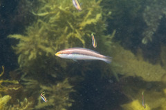 Stethojulis interrupta