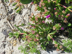 Silene undulata undulata