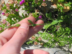 Silene undulata undulata