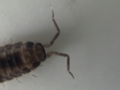 Australophiloscia societatis