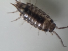 Australophiloscia societatis