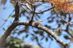 Sylvietta ruficapilla