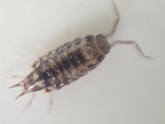 Australophiloscia societatis