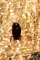 Hebardina concinna