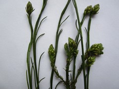 Thesium aggregatum
