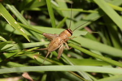 Modicogryllus consobrinus