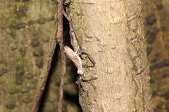 Culladia hastiferalis