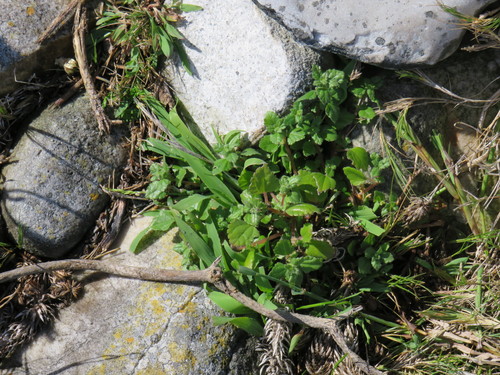Image of Didymodoxa capensis by (c) Jeremy Gilmore, some rights reserved (CC BY)
