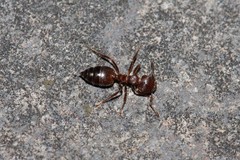 Crematogaster rogenhoferi