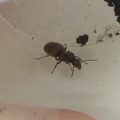 Lasius