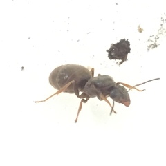 Lasius