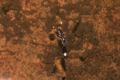 Limnogonus fossarum