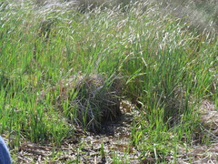 Aonyx capensis capensis