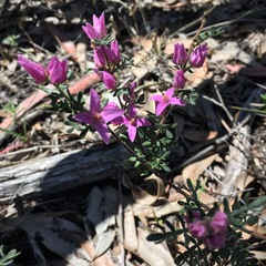 Boronia granitica