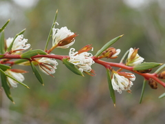 Hakea linearis