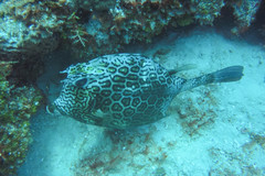 Acanthostracion polygonium