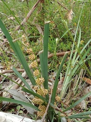Lomandra multiflora dura