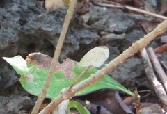 Leptosia alcesta inalcesta