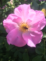 Rosa setigera setigera