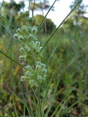 Asclepias stenophylla