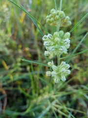 Asclepias stenophylla