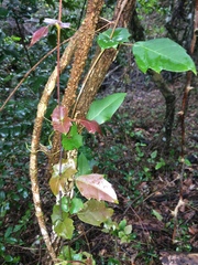 Rhoicissus sessilifolia