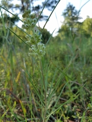 Asclepias stenophylla