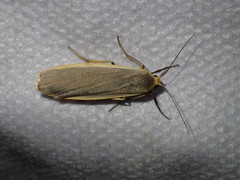Eilema depressa