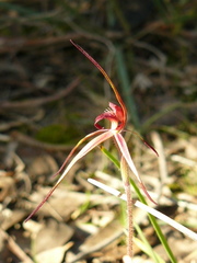 Caladenia concolor