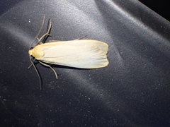 Eilema depressa