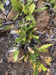 Parinari capensis capensis