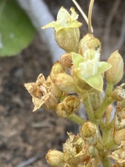 Parinari capensis capensis