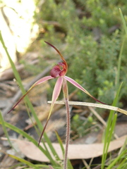 Caladenia concolor