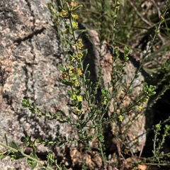 Pultenaea retusa