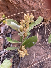 Parinari capensis capensis