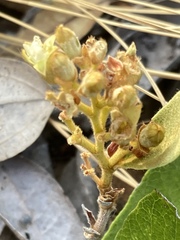 Parinari capensis capensis