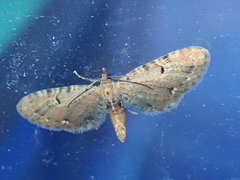 Eupithecia assimilata