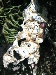 Lobaria anomala