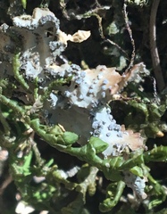 Lobaria anomala