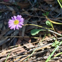 Brachyscome microcarpa