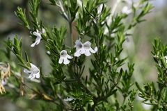 Prostanthera behriana