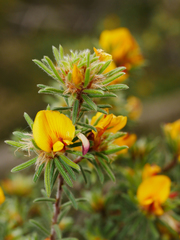 Pultenaea daltonii