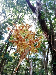 Dendrobium discolor