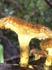 Lentinus stuppeus