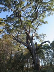 Eucalyptus microcorys